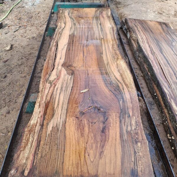 Water oak thick live edge slab WS003, 3 inch solid hardwood slab 8 ft long for dining table, raw wood drying stage