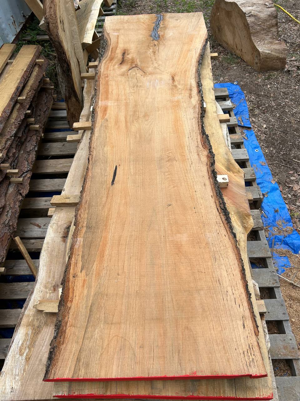 Live Oak Wood Slab ws008 - Image 7
