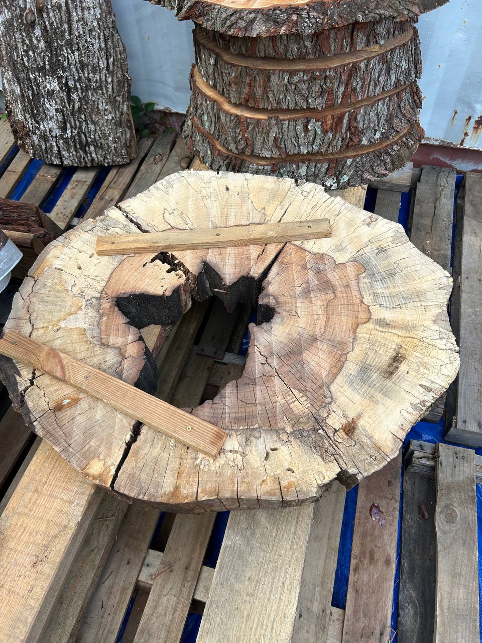 Water Oak Round Wood Slab RWS0012 - Image 2