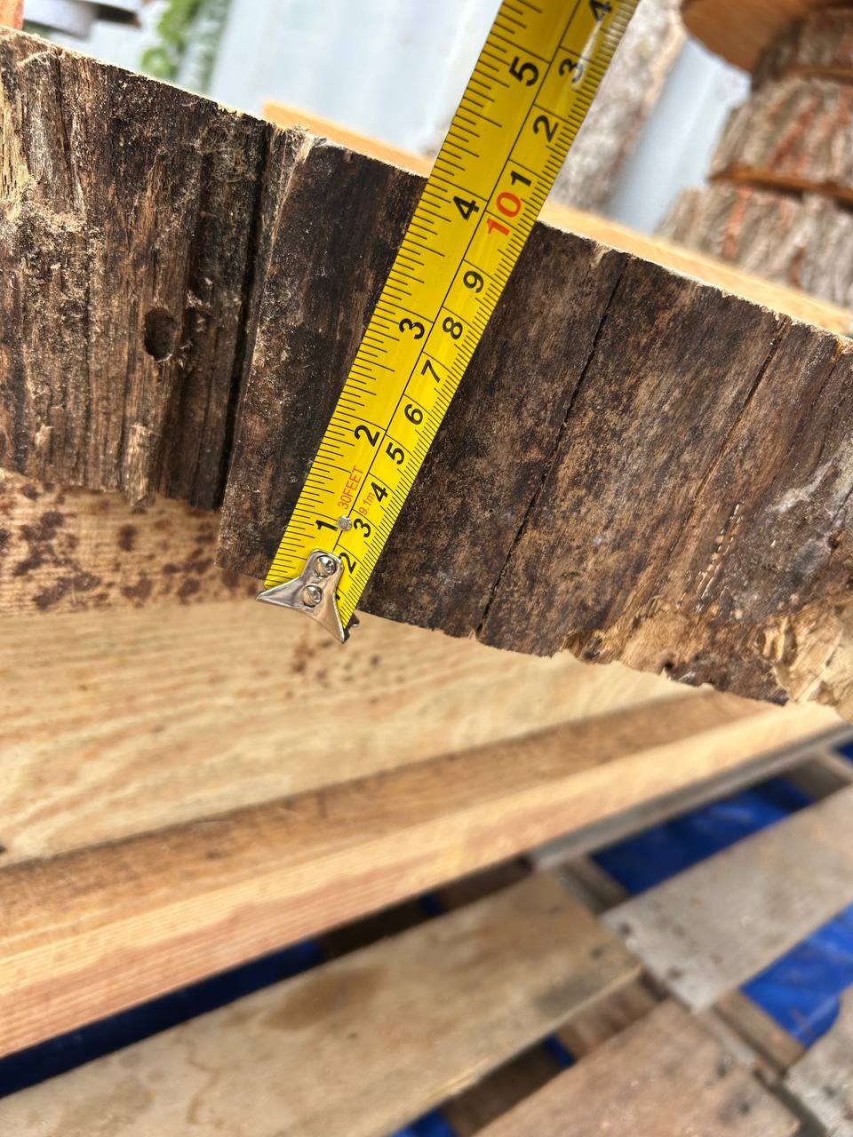 Water Oak Round Wood Slab RWS0012 - Image 4