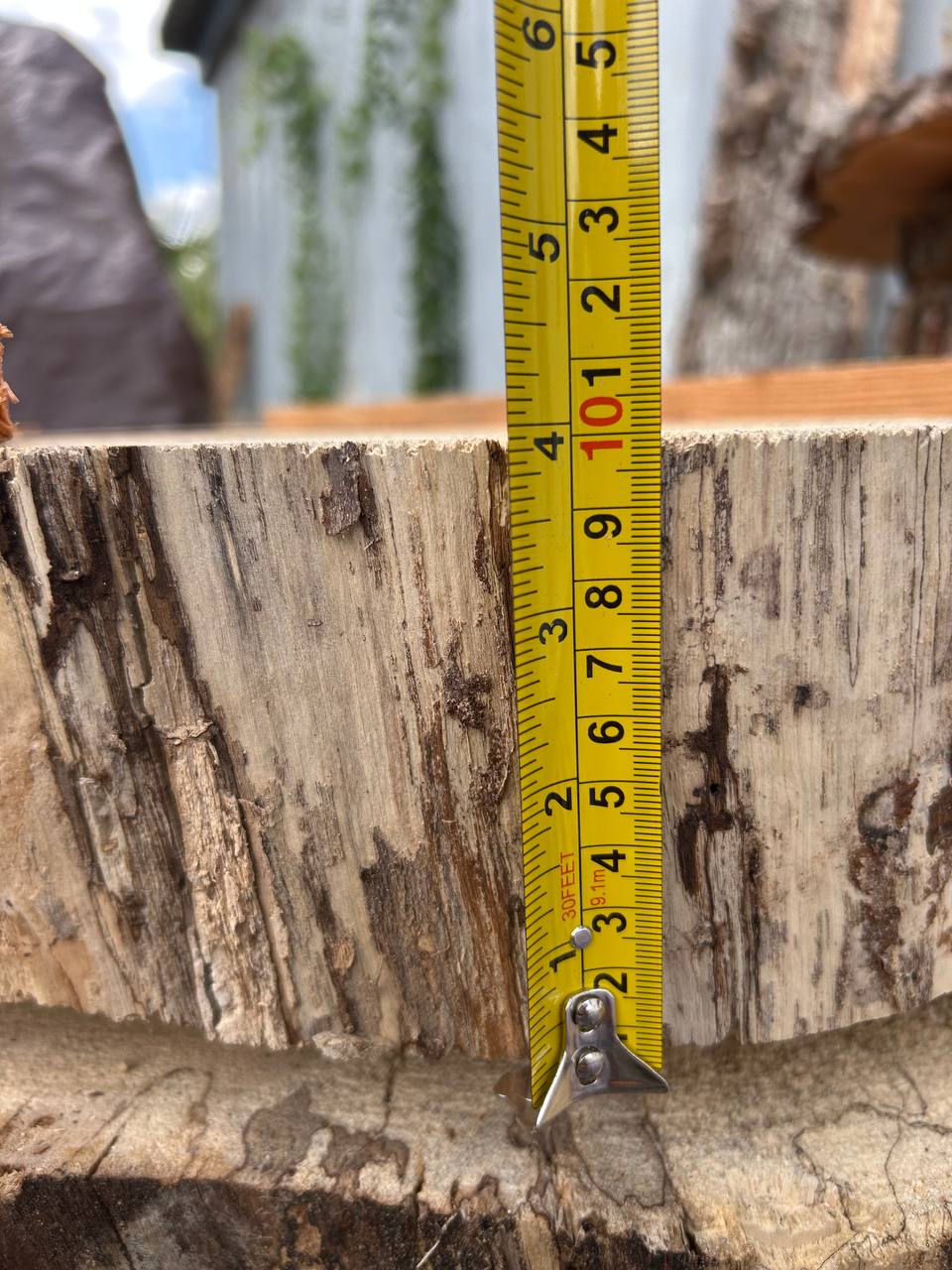 Water Oak Round Wood Slab RWS0013 - Image 4