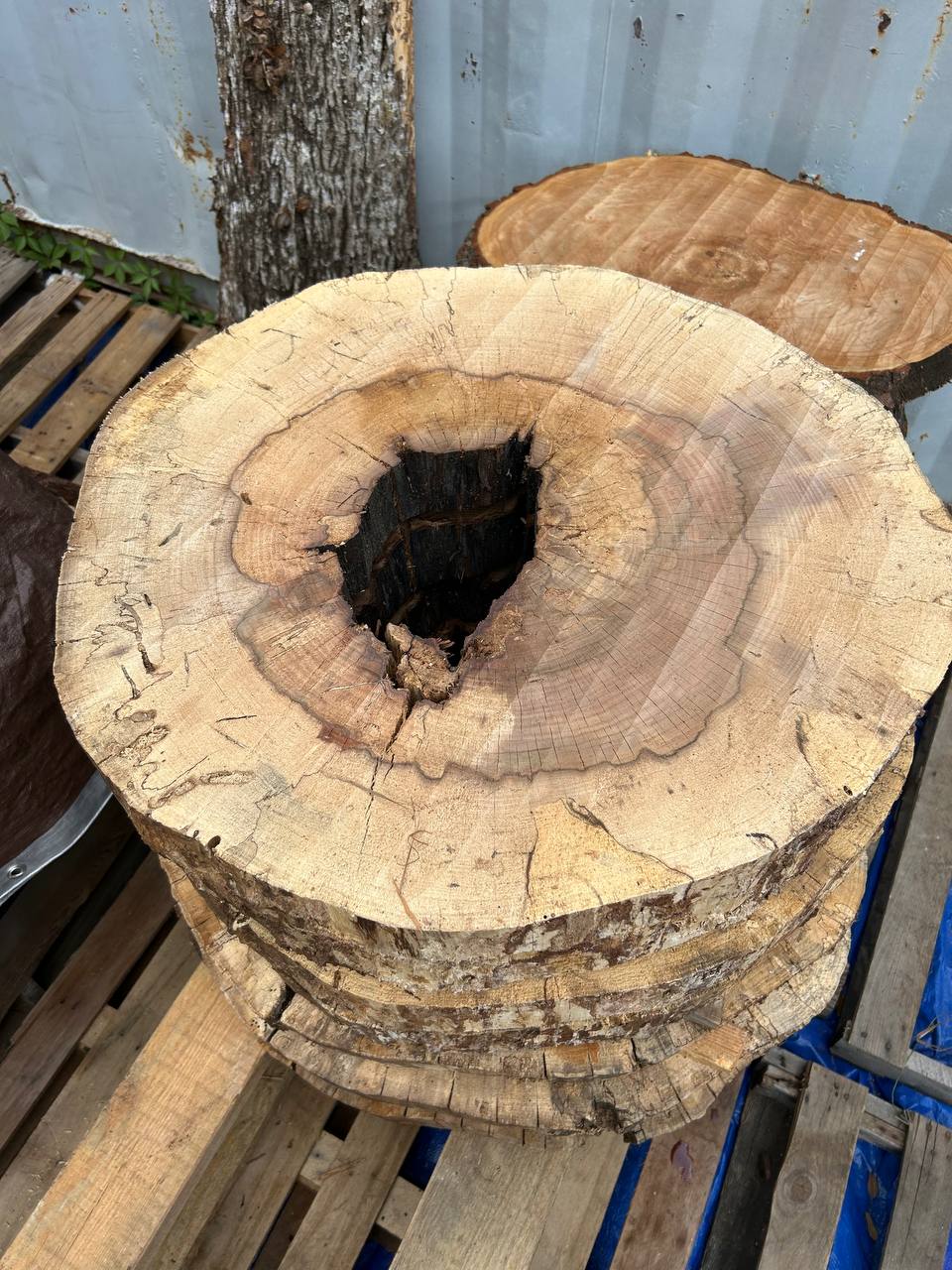 Water Oak Round Wood Slab RWS0018 - Image 2