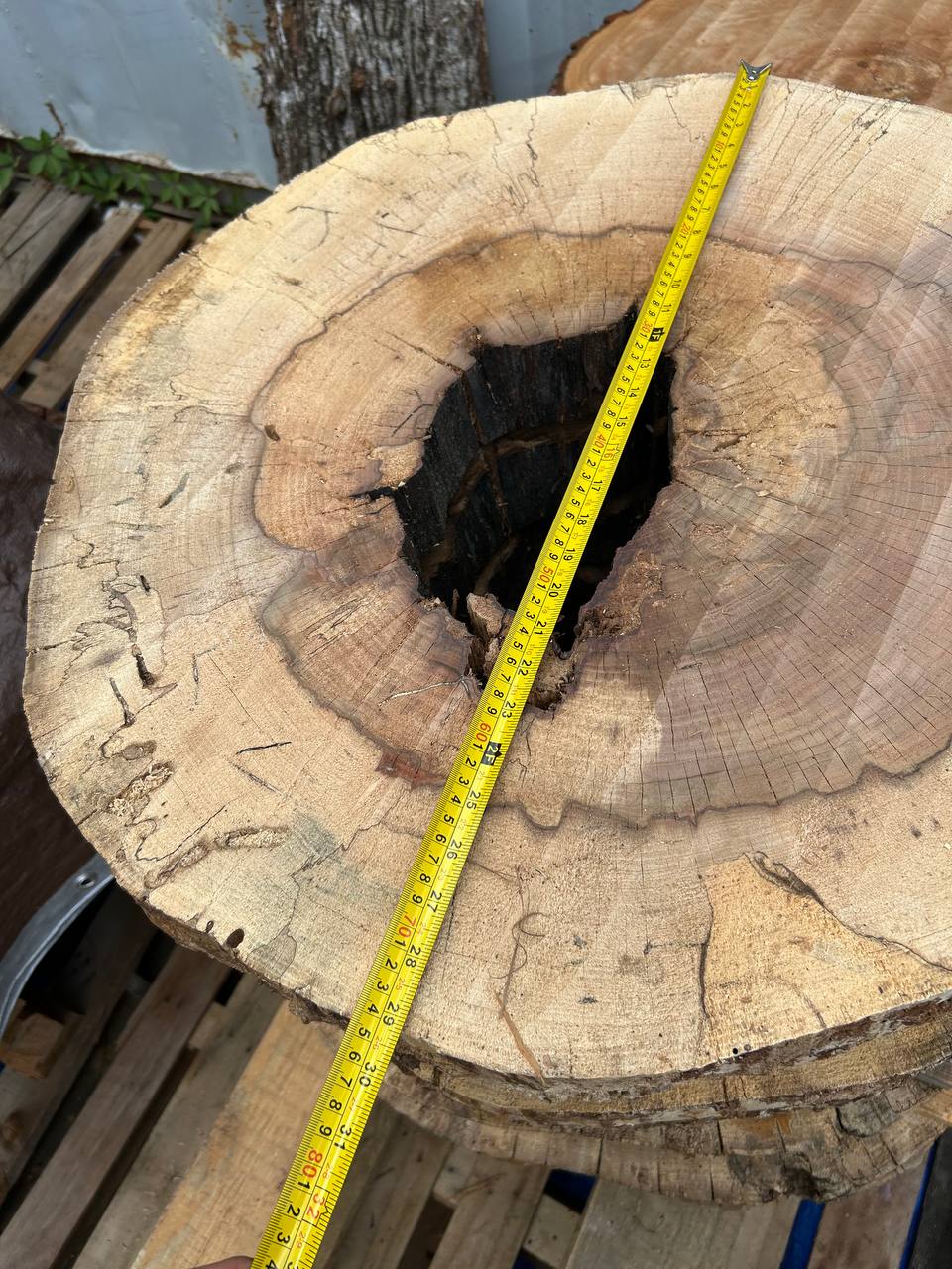 Water Oak Round Wood Slab RWS0018 - Image 3