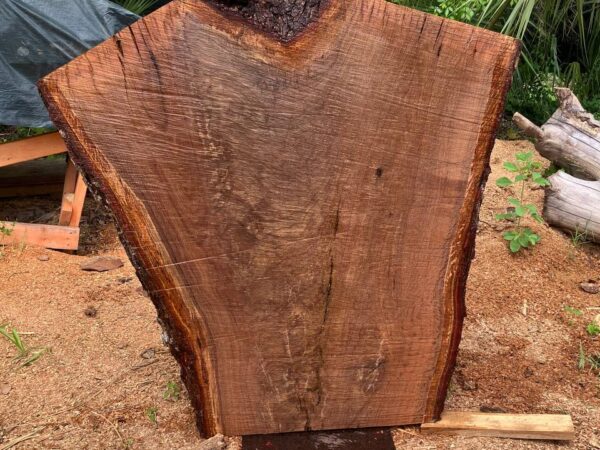 live edge live oak slabs