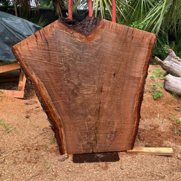 live edge live oak slabs