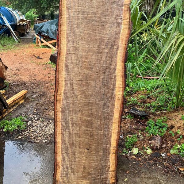live oak live edge