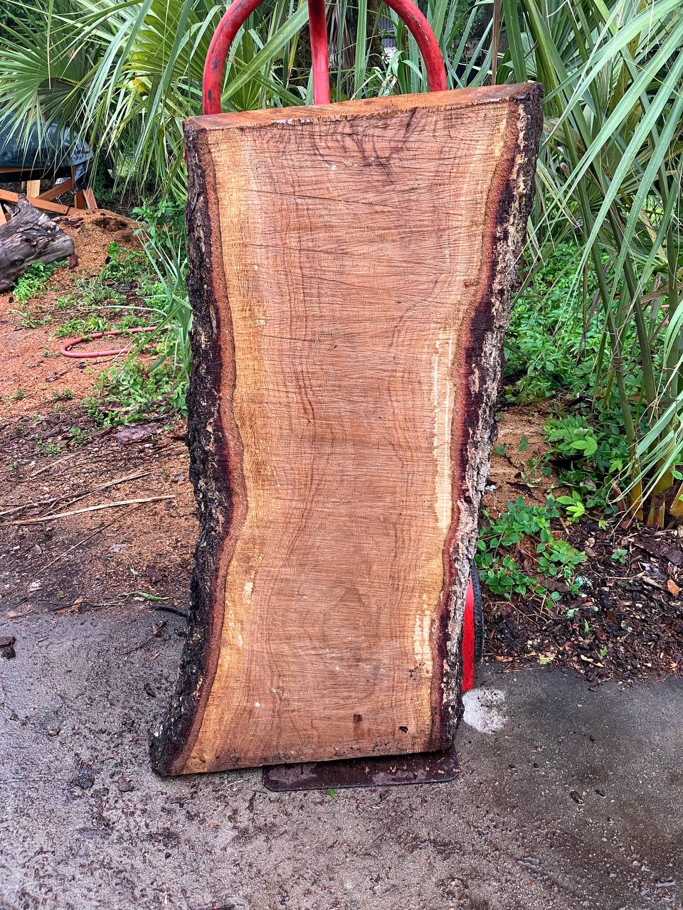 Live Oak Live Edge Slabs - Image 2
