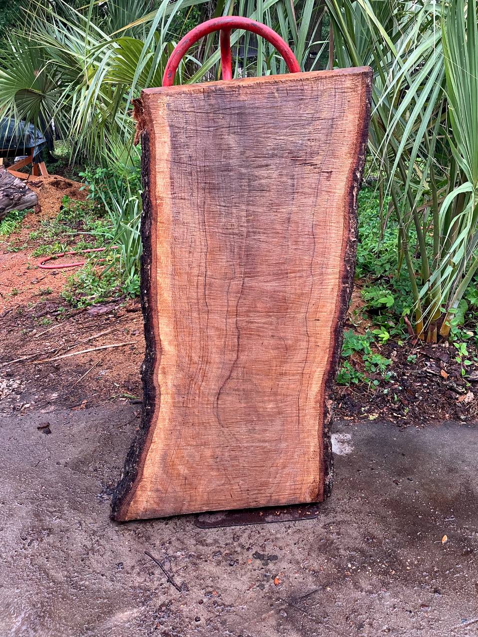 Live Oak Live Edge Slabs - Image 3