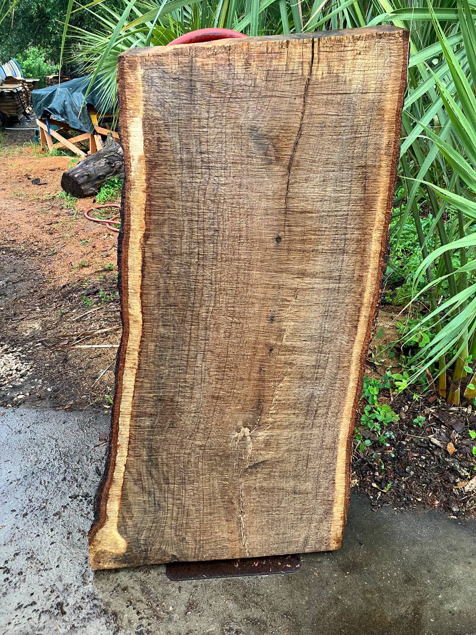 Live Oak Live Edge Slabs - Image 5