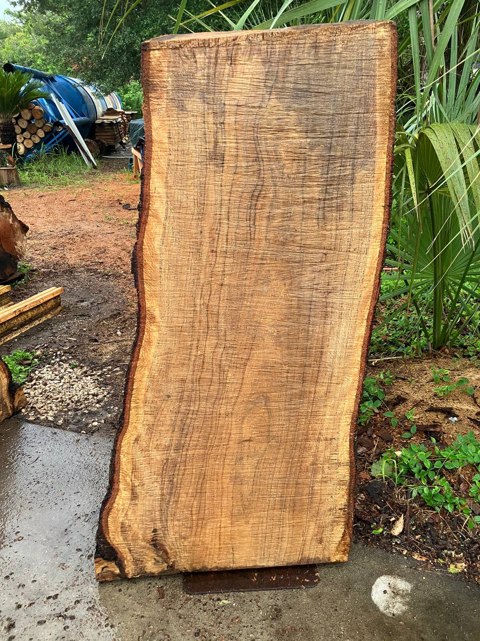 Live Oak Live Edge Slabs - Image 6