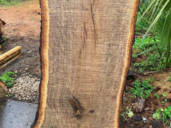 live oak live edge slabs