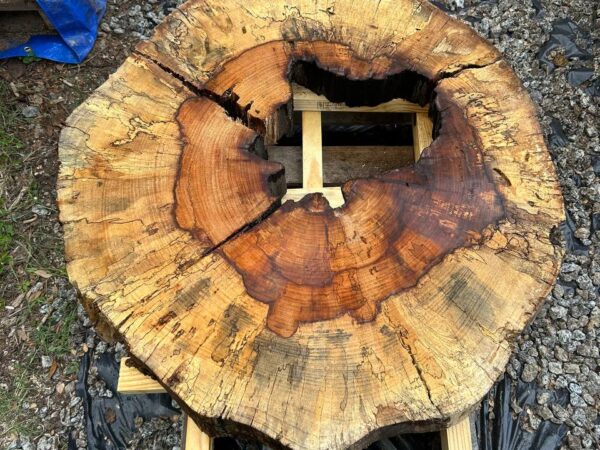 Hollow Water Oak Round Slabs