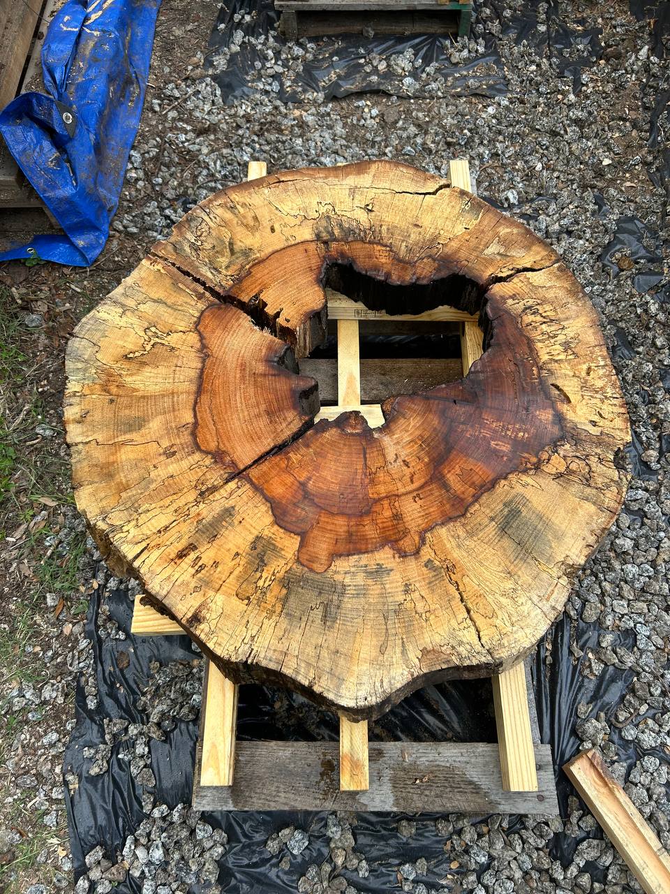 Hollow Water Oak Round Slabs
