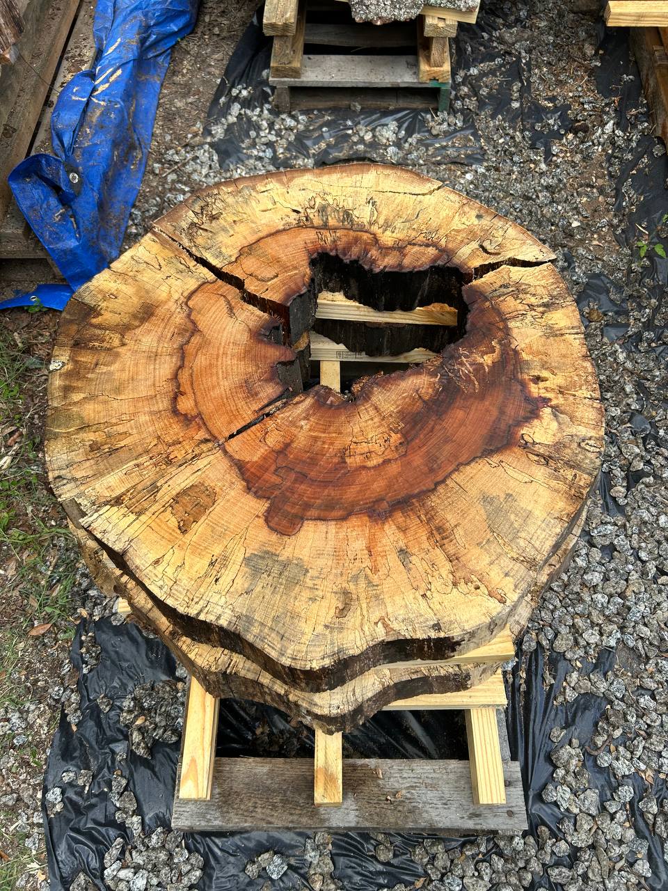 Hollow Water Oak Round Slabs - Image 2
