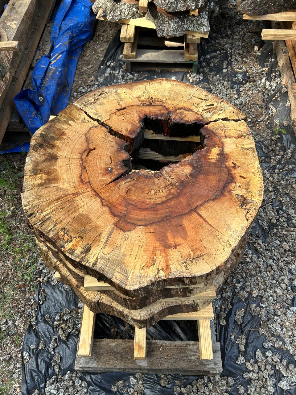 Hollow Water Oak Round Slabs - Image 3