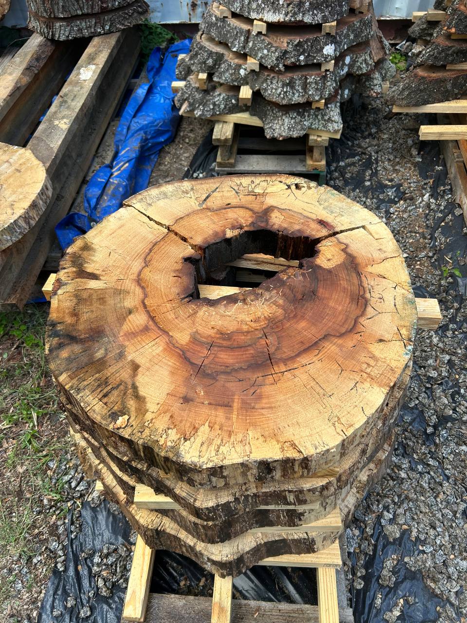 Hollow Water Oak Round Slabs - Image 4