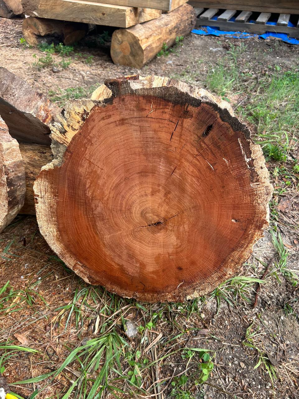Water Oak Round Slabs - Image 3