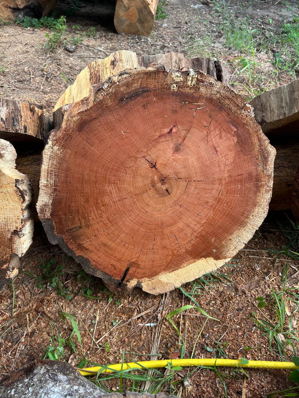 Water Oak Round Slabs - Image 4