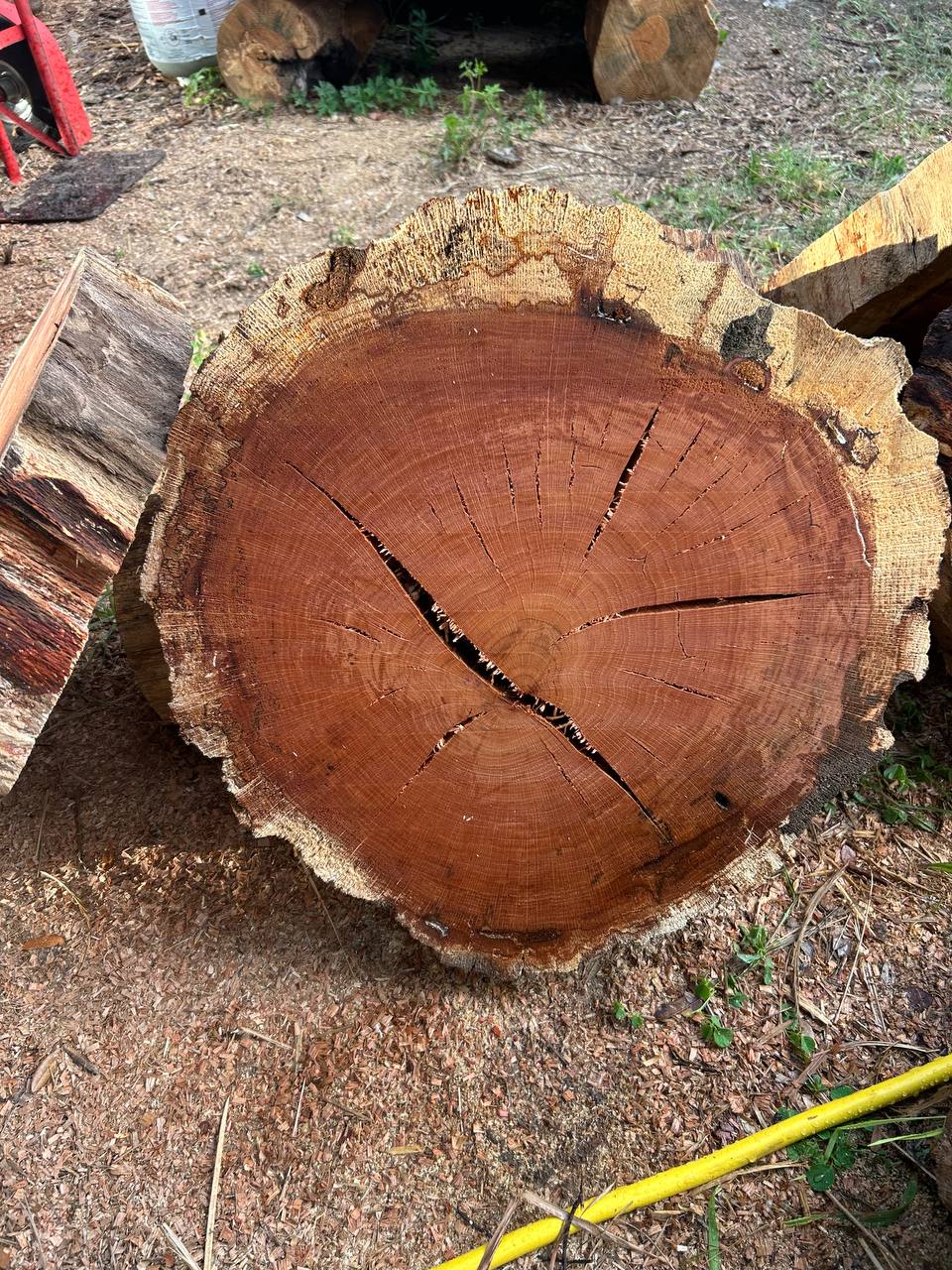 Water Oak Round Slabs - Image 5
