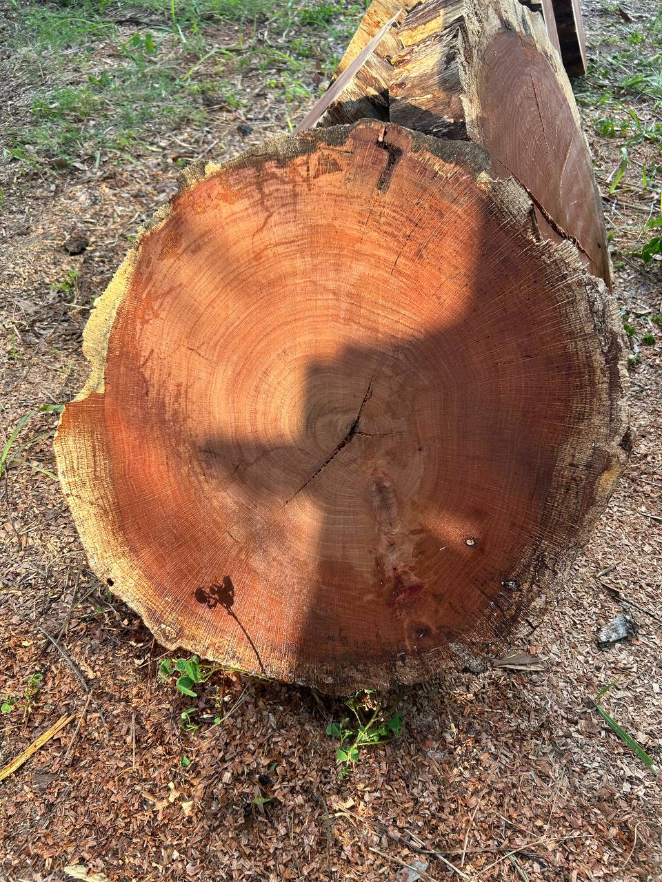 Water Oak Round Slabs - Image 6