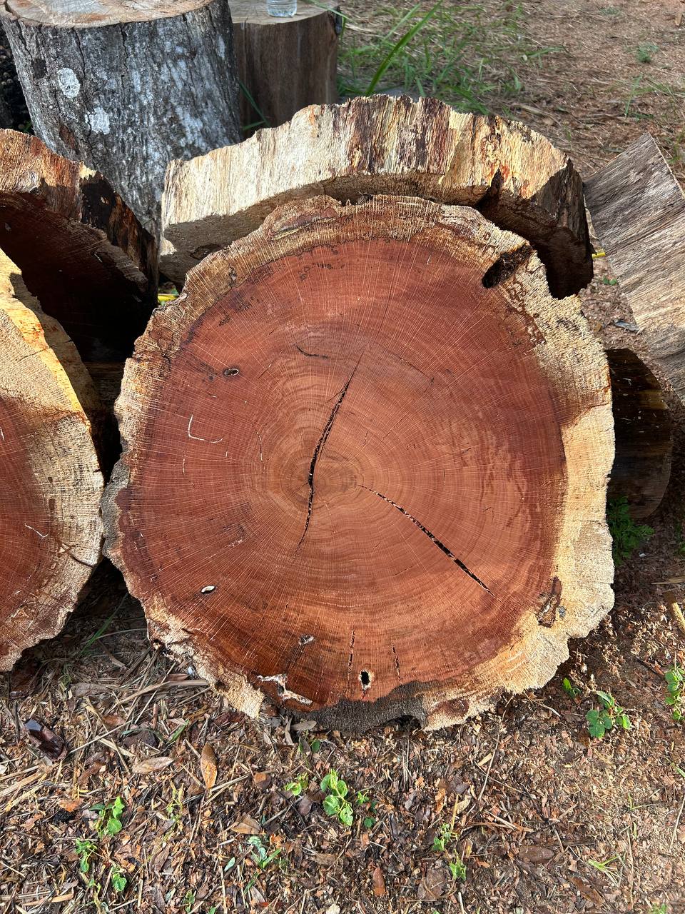 Water Oak Round Slabs - Image 7