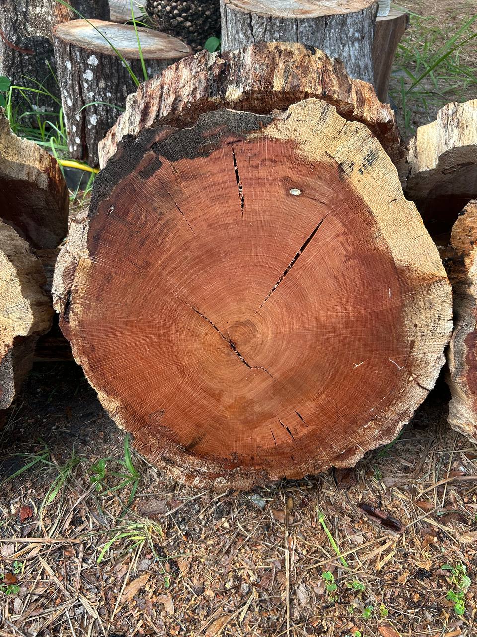 Water Oak Round Slabs - Image 8