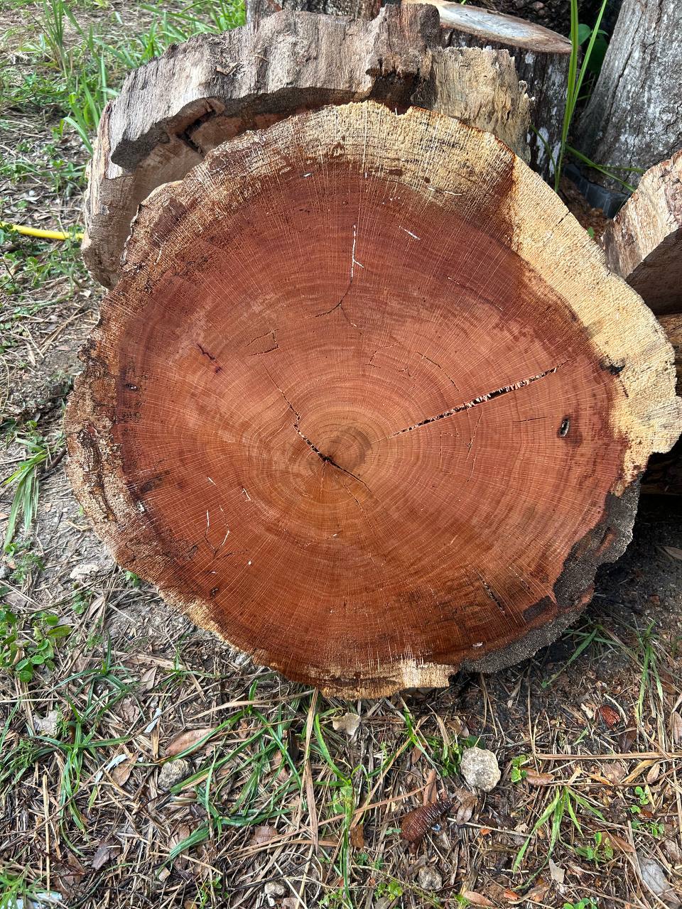Water Oak Round Slabs - Image 2