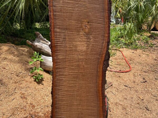 live oak live edge slab