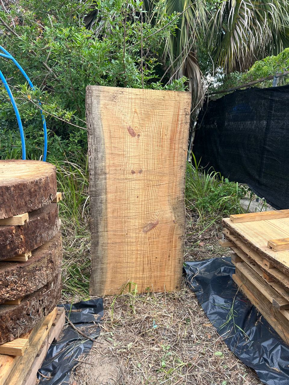 Pine Live Edge Slabs - Image 19