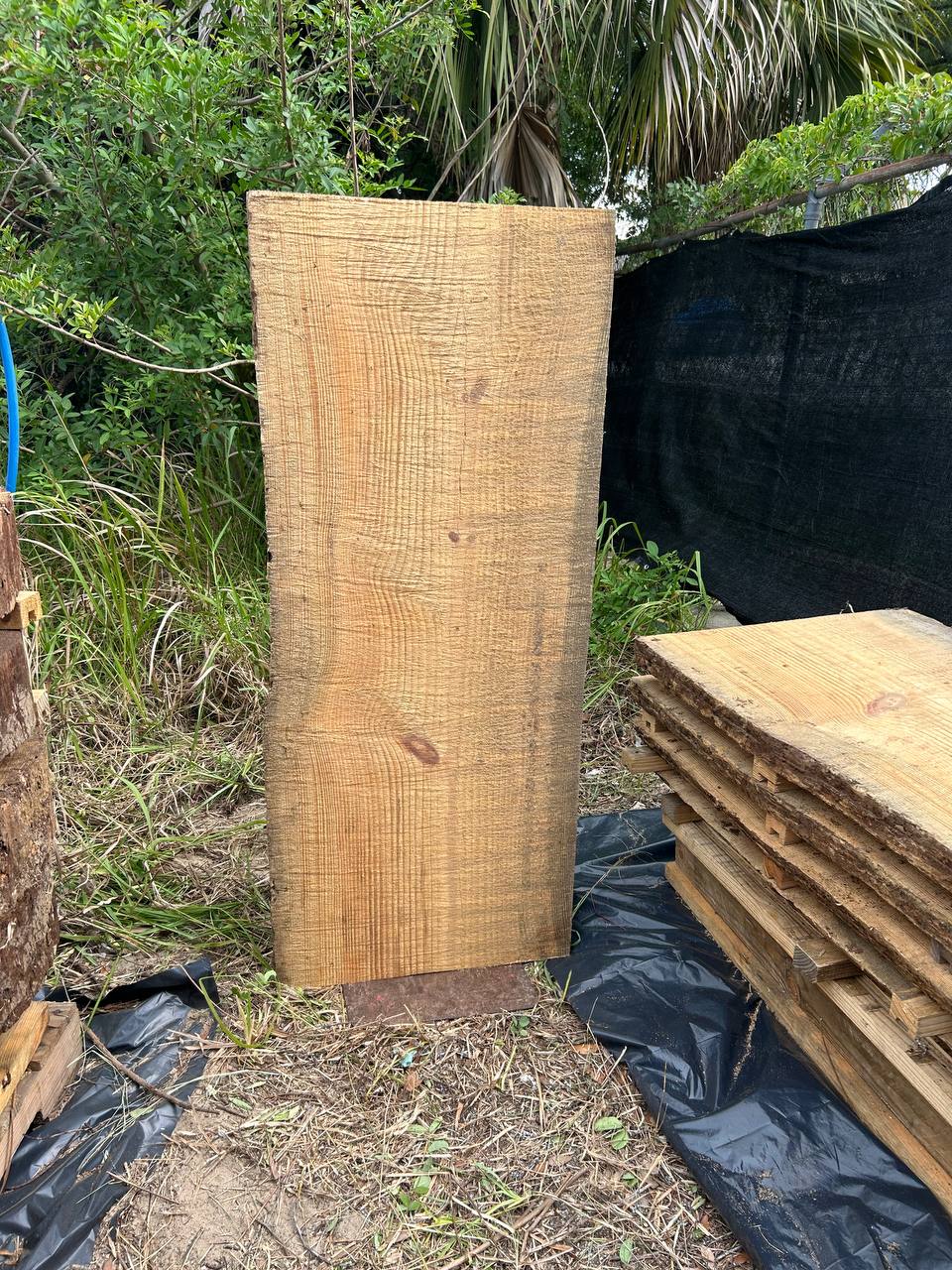 Pine Live Edge Slabs - Image 21