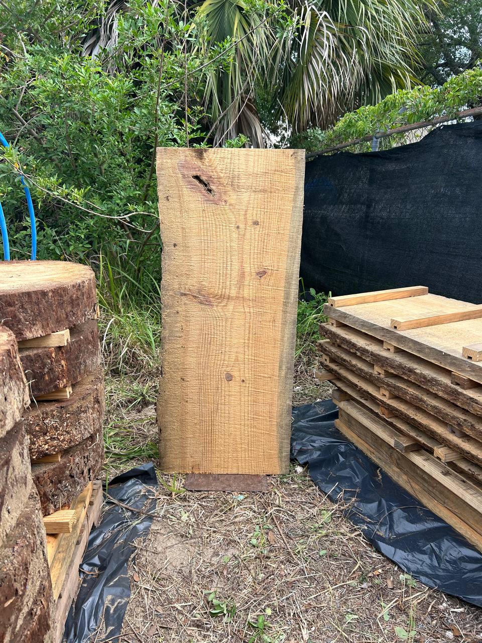 Pine Live Edge Slabs - Image 16