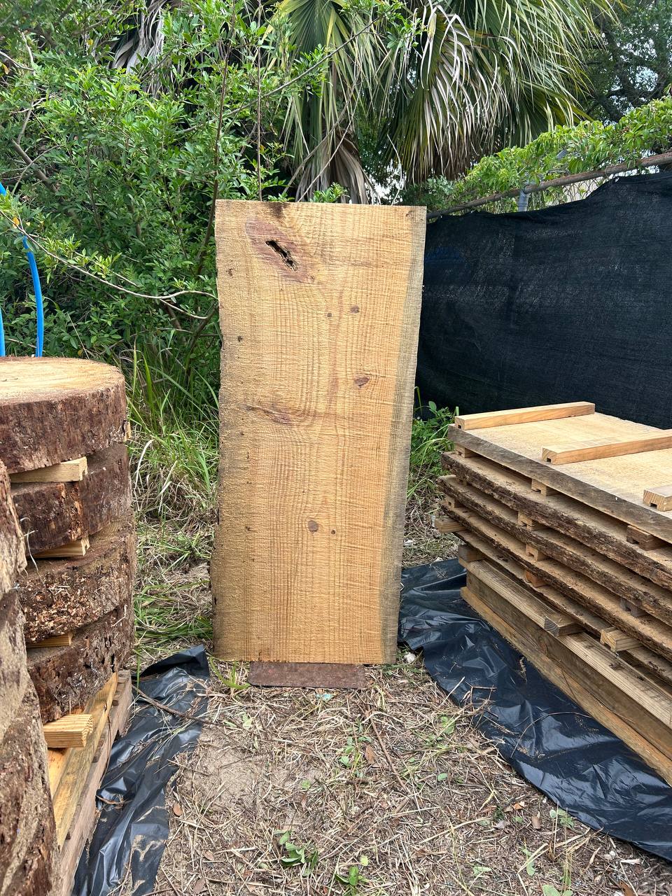 Pine Live Edge Slabs - Image 22