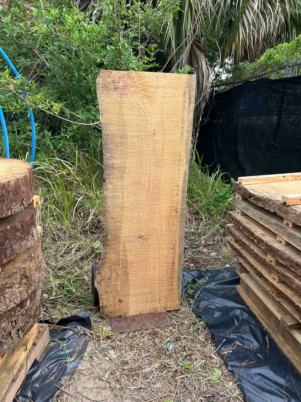 Pine Live Edge Slabs - Image 17
