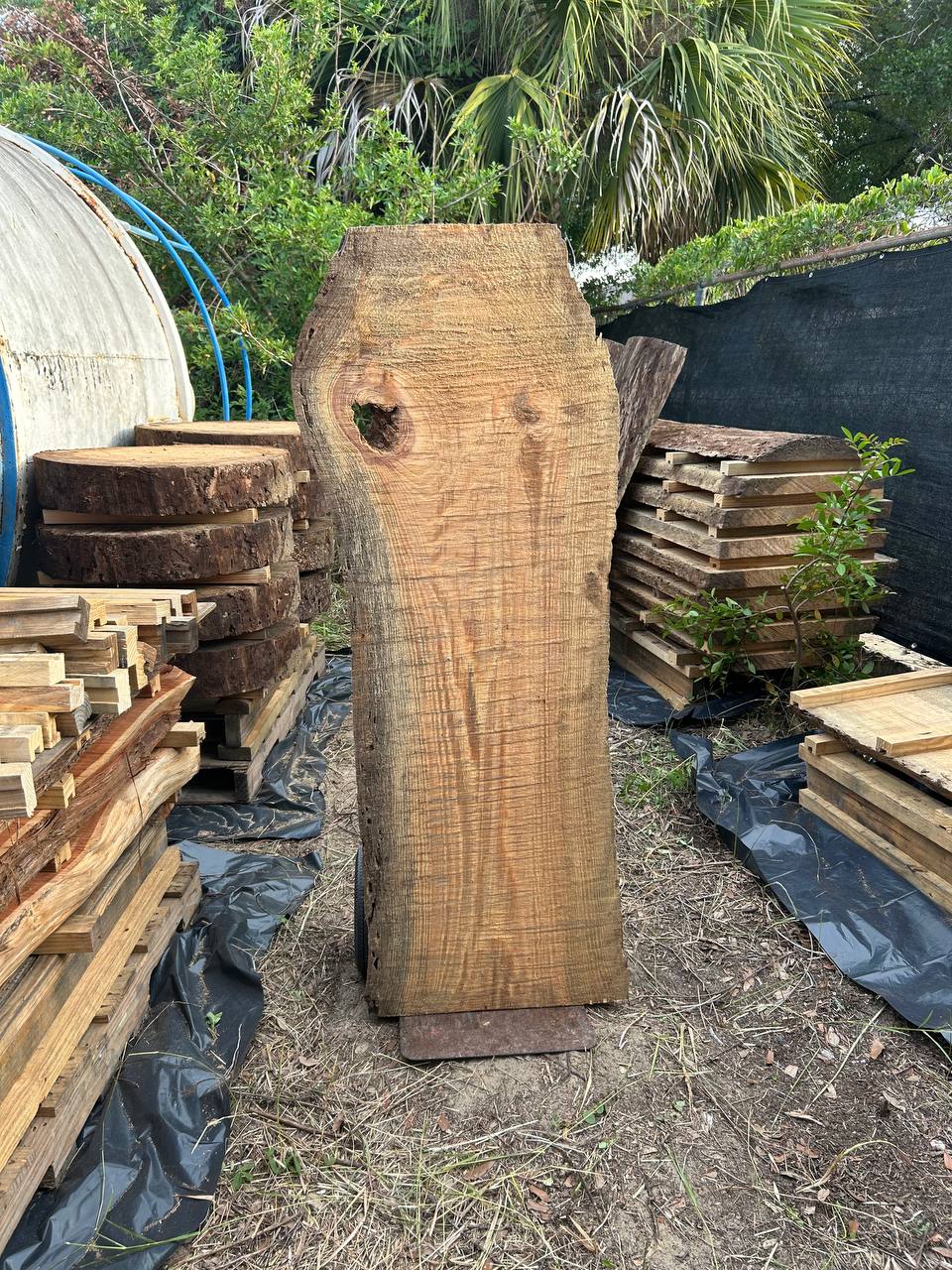 Pine Live Edge Slabs - Image 10