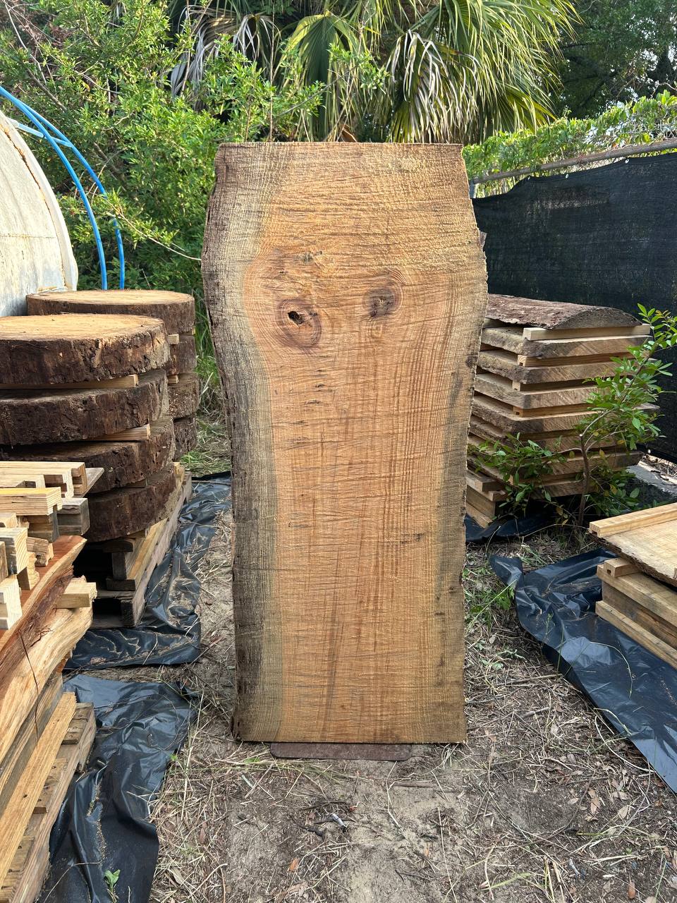 Pine Live Edge Slabs - Image 11