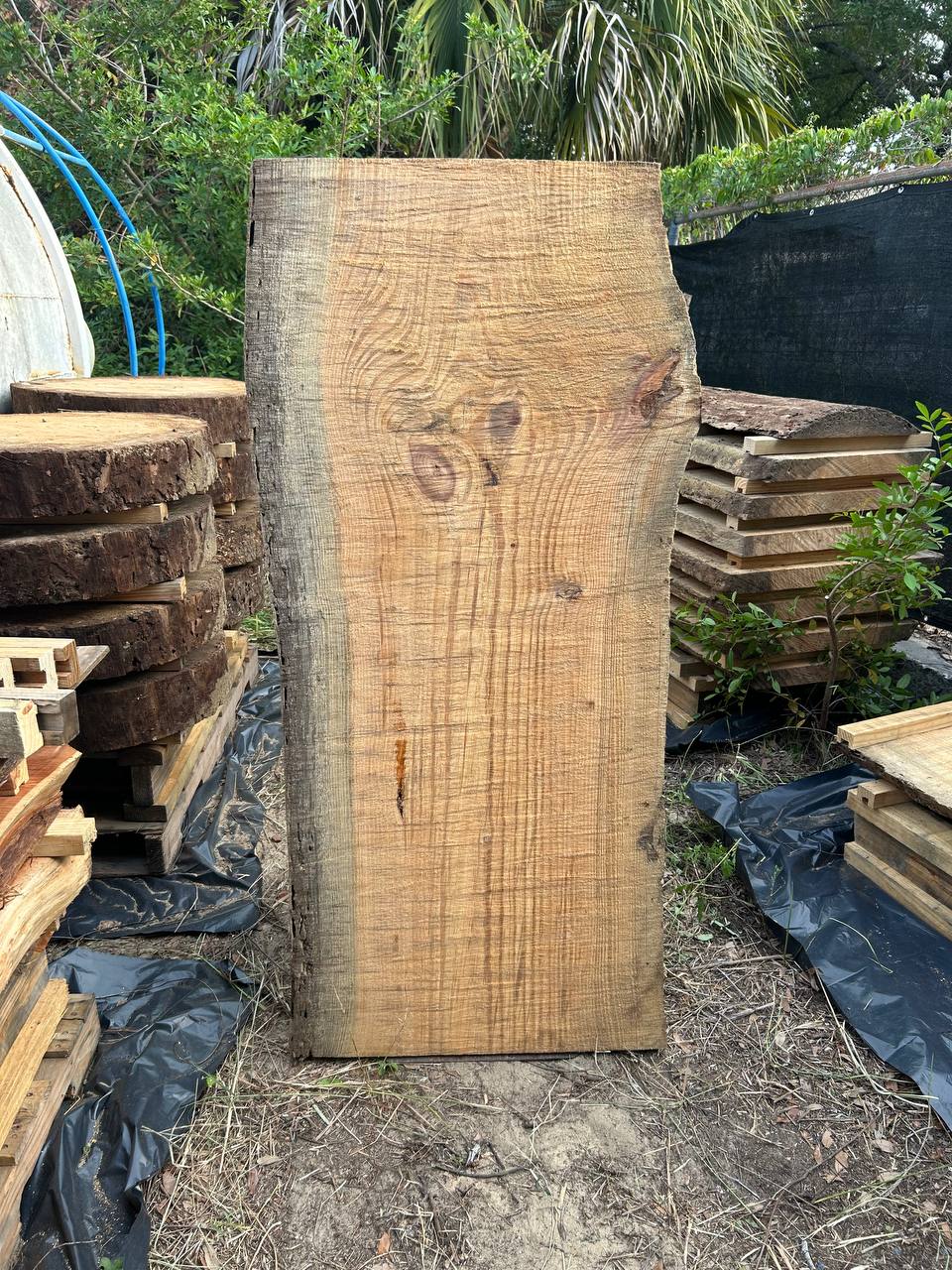 Pine Live Edge Slabs - Image 12