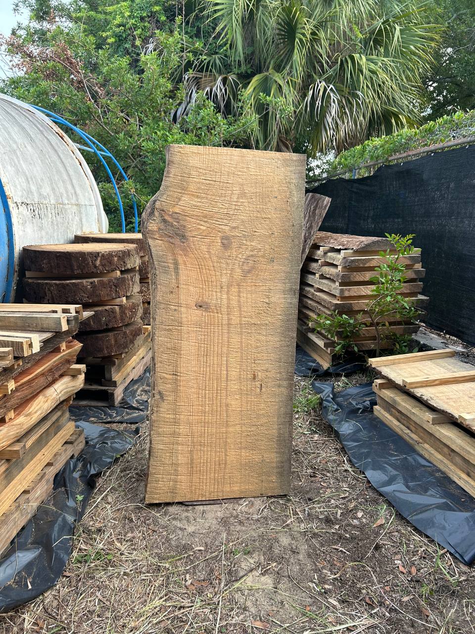 Pine Live Edge Slabs - Image 13