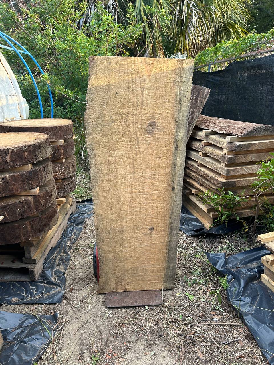 Pine Live Edge Slabs - Image 15
