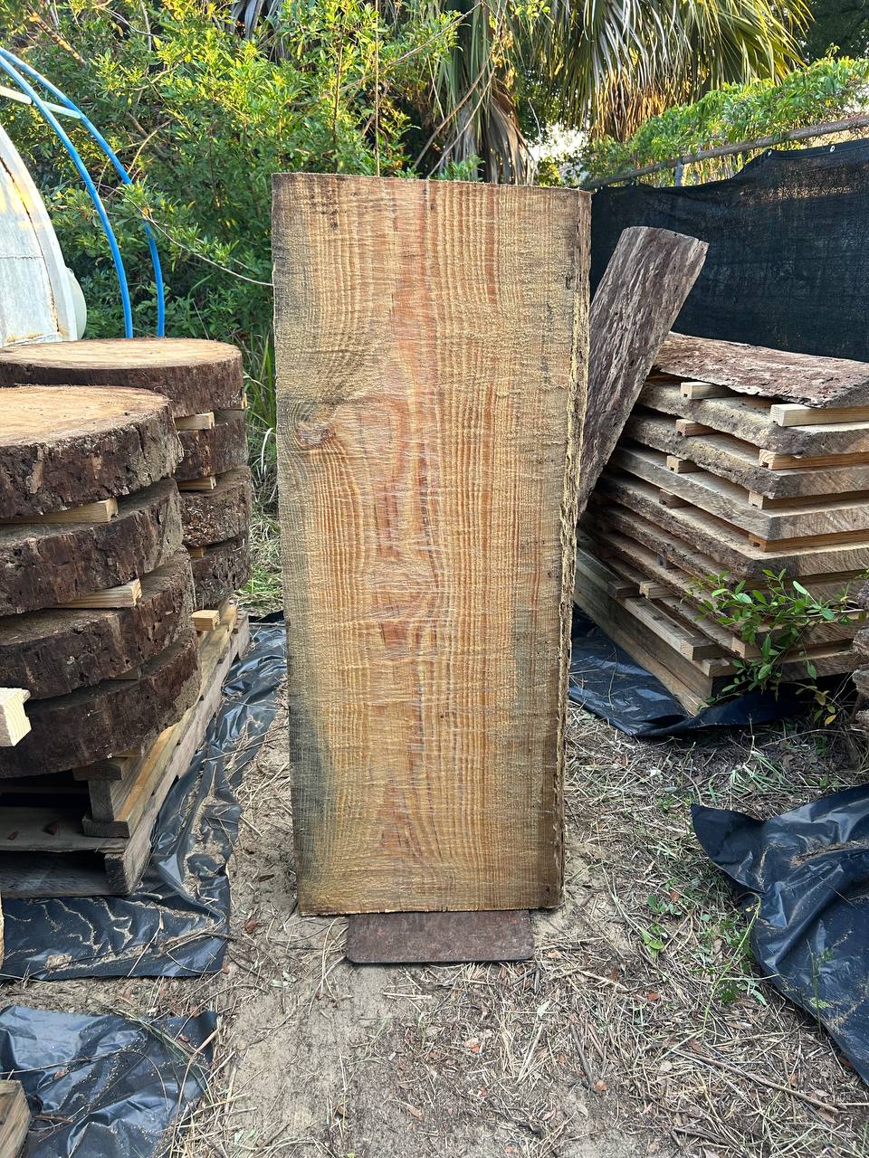 Pine Live Edge Slabs - Image 3