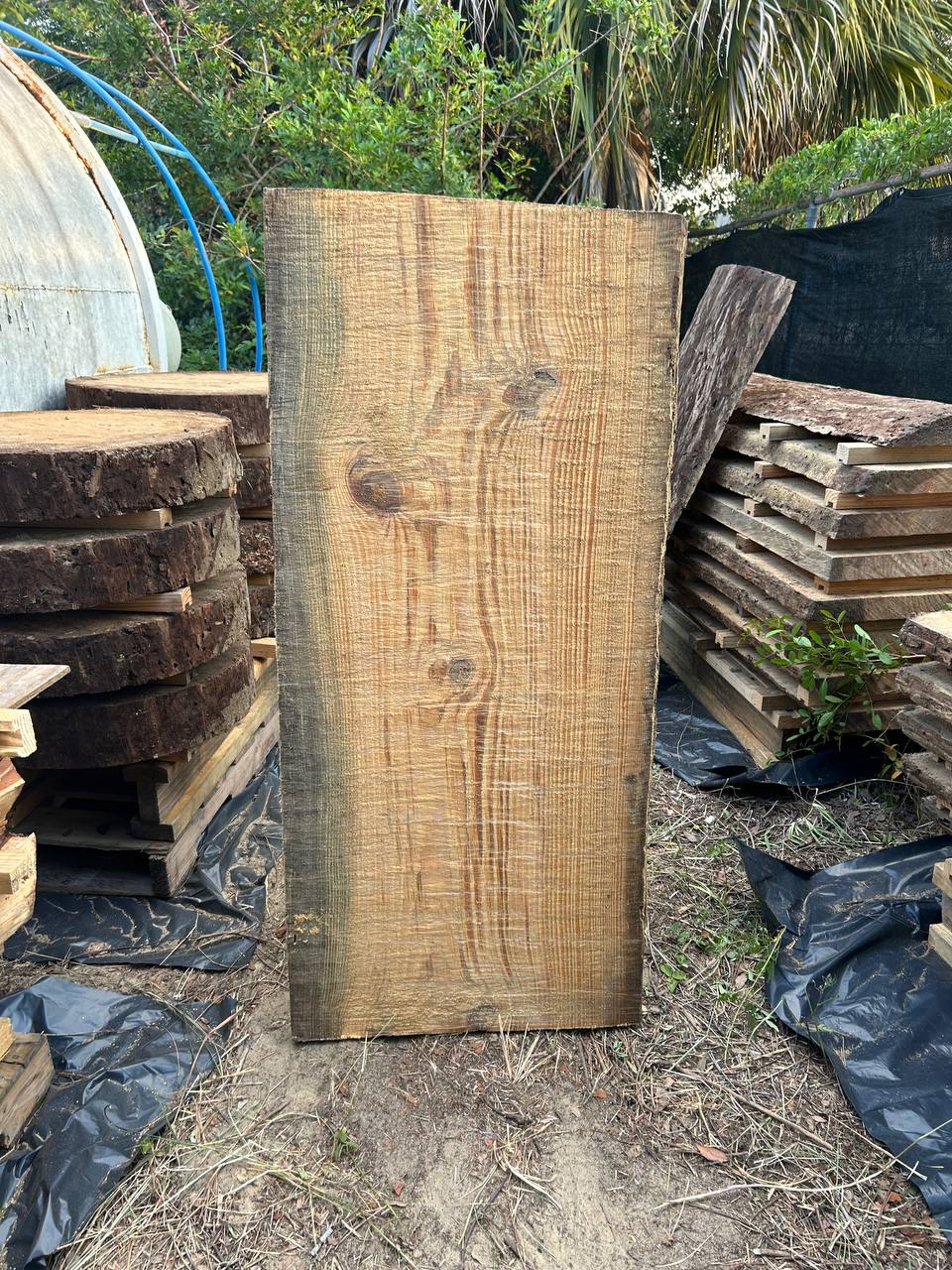 Pine Live Edge Slabs - Image 4