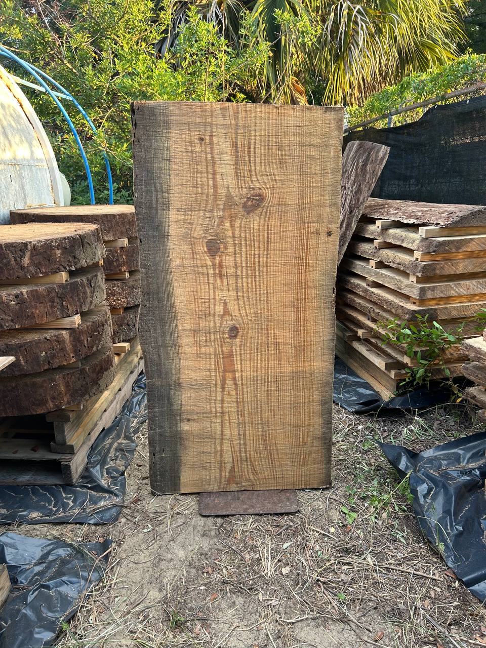 Pine Live Edge Slabs - Image 5