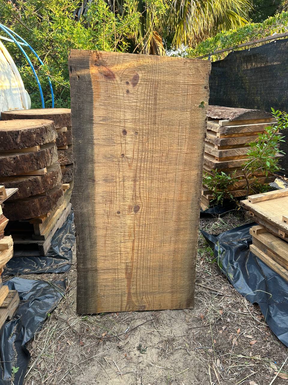 Pine Live Edge Slabs - Image 7
