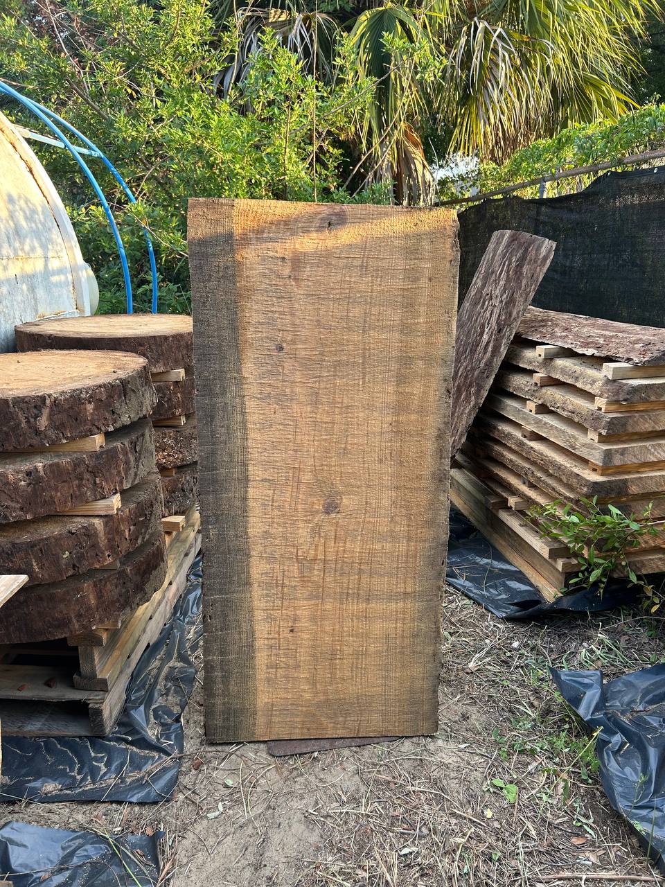 Pine Live Edge Slabs - Image 8