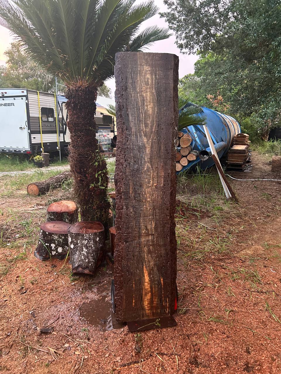 Pine Live Edge Slabs Blue Stain - Image 2
