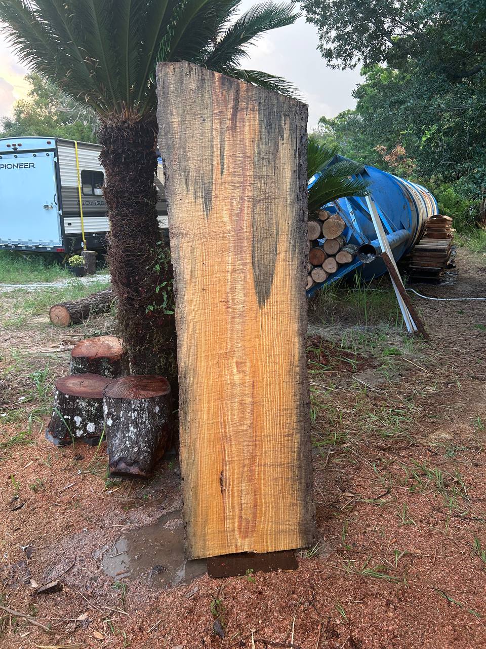 Pine Live Edge Slabs Blue Stain - Image 3