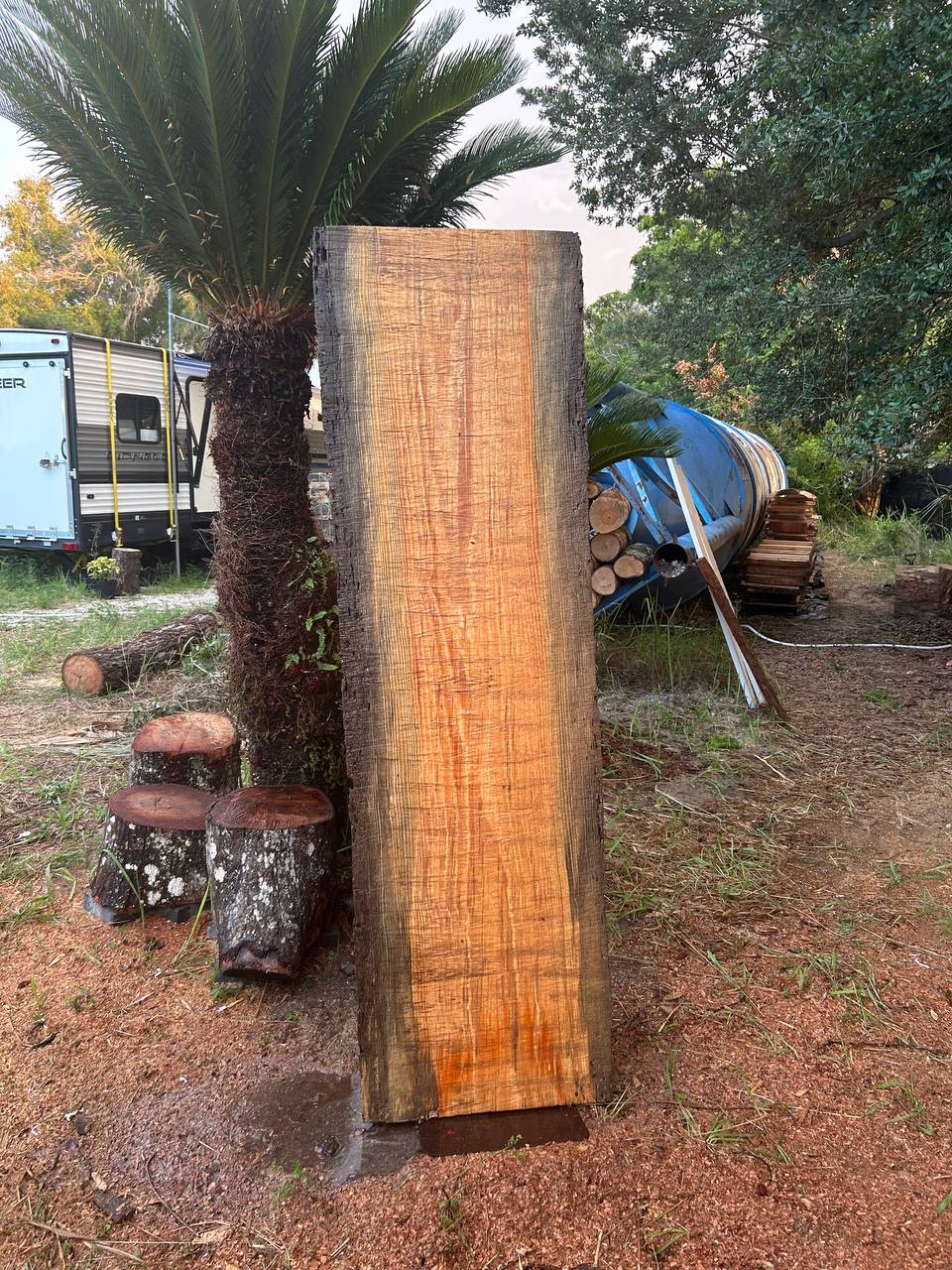 Pine Live Edge Slabs Blue Stain - Image 4