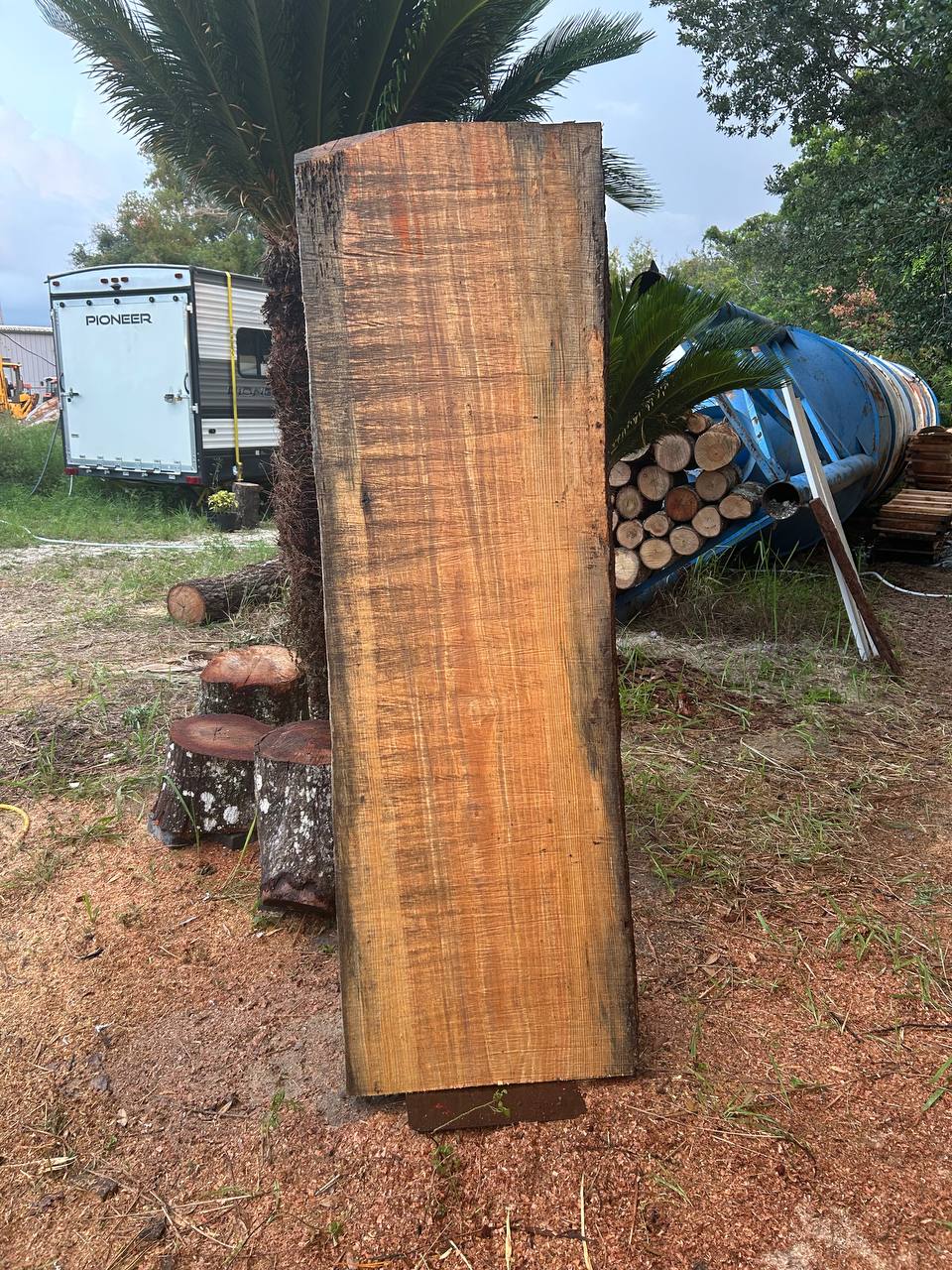 Pine Live Edge Slabs Blue Stain - Image 5