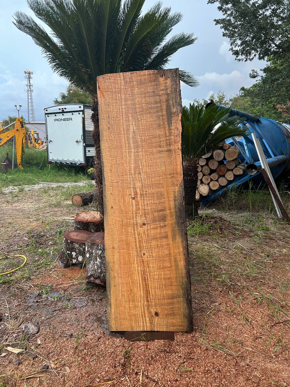 Pine Live Edge Slabs Blue Stain - Image 6