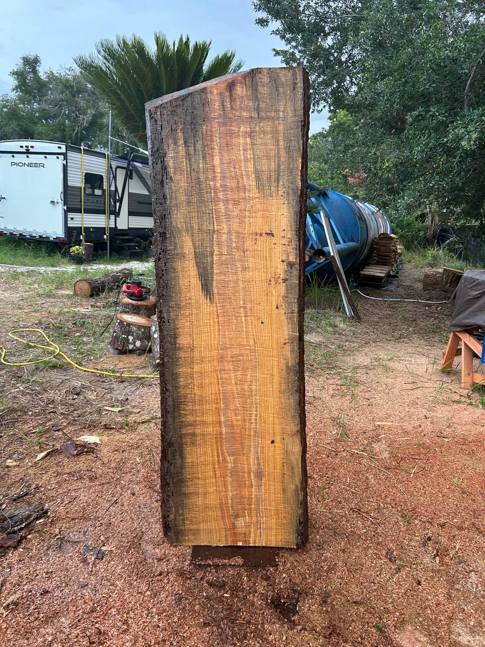 Pine Live Edge Slabs Blue Stain - Image 7