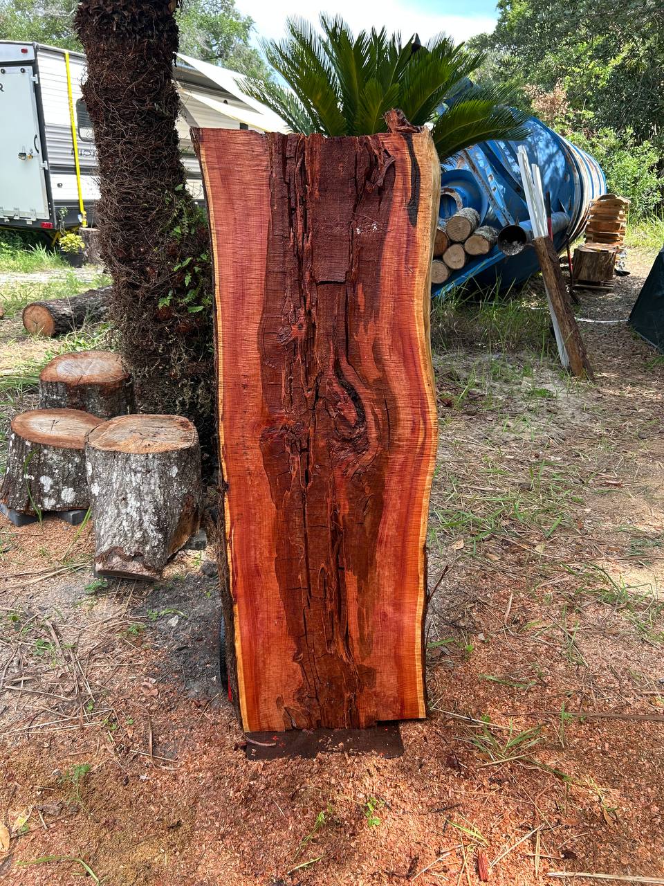 Cedar Live Edge Slabs - Image 2